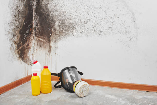 Best Fast Mold Removal  in Anderson, CA