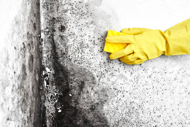 Best Mold Remediation Services  in Anderson, CA