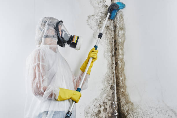 Best Same-Day Mold Removal  in Anderson, CA