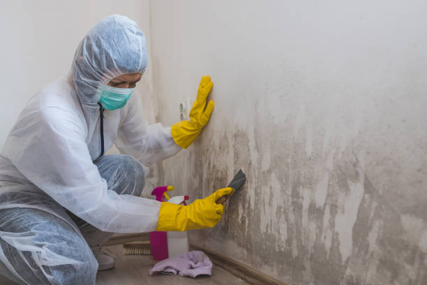 Best Residential Mold Removal  in Anderson, CA