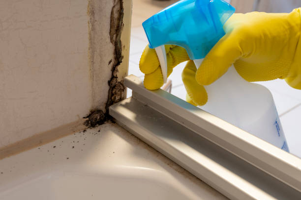 Best Local Mold Removal Service  in Anderson, CA
