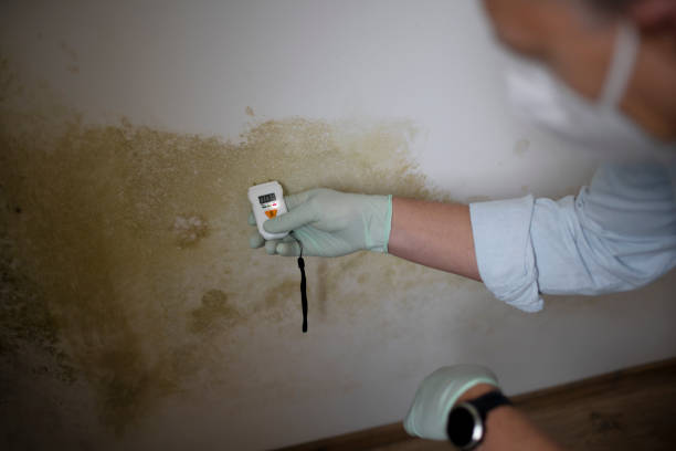 Trusted Anderson, CA Mold Removal Experts