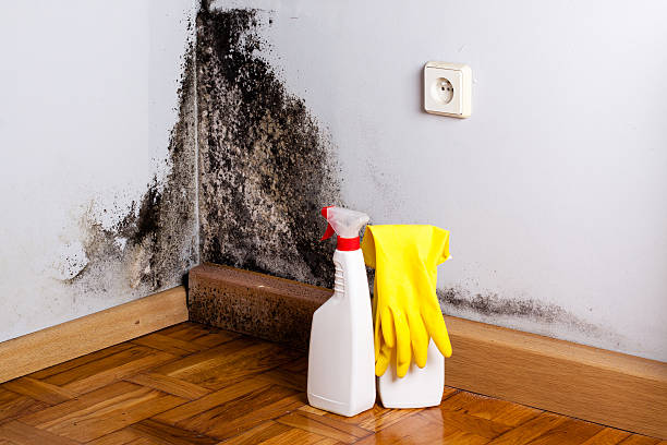 Best Mold Cleaning Services  in Anderson, CA