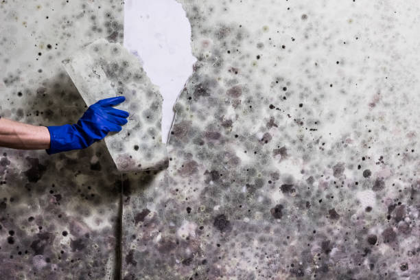 Best Office Mold Removal Services  in Anderson, CA